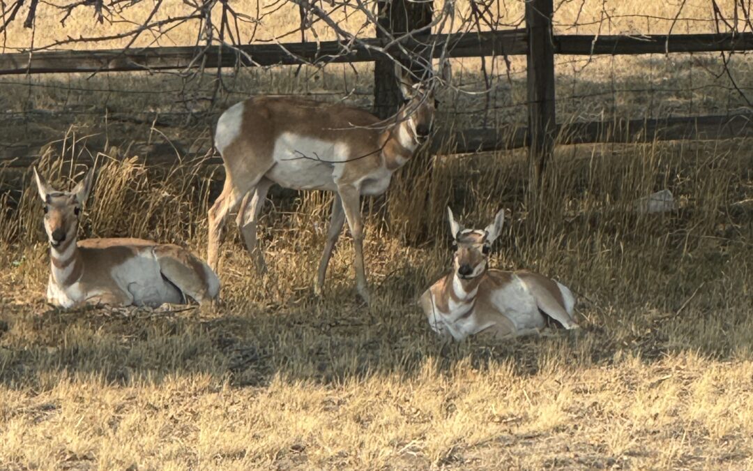 Rolling Hills: Where The Deer (the dogs), and the Antelope Play