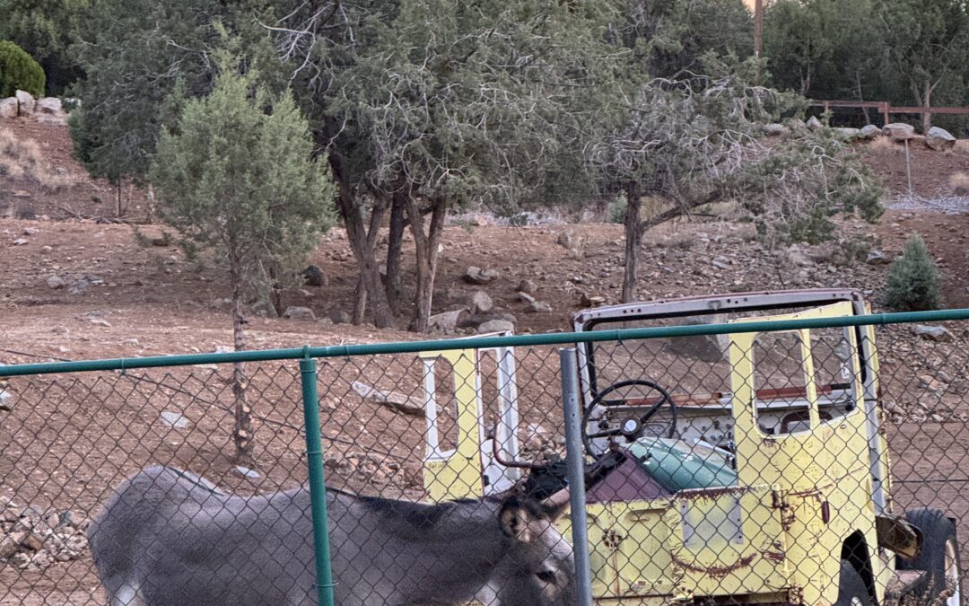 Payson, Arizona: A Wild Mountain Stop